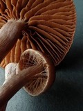 Cortinarius casimiri image