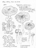 Cortinarius casimiri image