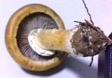 Stropharia coronilla image