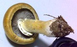 Stropharia coronilla image