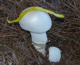 Amanita polypyramis image