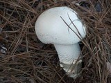 Amanita polypyramis image