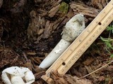 Phallus ravenelii image