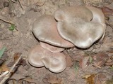 Clitopilus prunulus image