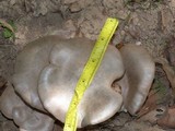 Clitopilus prunulus image