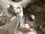 Clitopilus prunulus image