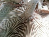 Clitopilus prunulus image