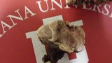 Fomitopsis cajanderi image