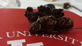 Fomitopsis cajanderi image