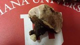 Fomitopsis cajanderi image