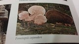 Fomitopsis cajanderi image