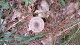 Amanita sect. Vaginatae image
