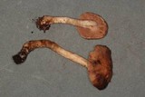 Hebeloma theobrominum image
