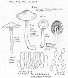 Hebeloma theobrominum image
