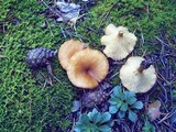 Clitocybe costata image