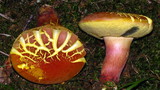 Boletus pallidoroseus image