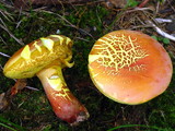 Boletus pallidoroseus image