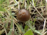 Psilocybe coprophila image