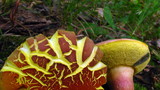 Boletus pallidoroseus image