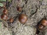 Psilocybe coprophila image