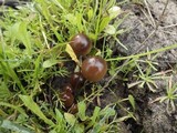 Psilocybe coprophila image