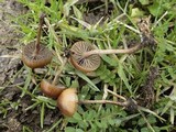 Psilocybe coprophila image