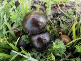 Psilocybe coprophila image