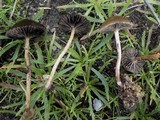 Psilocybe coprophila image