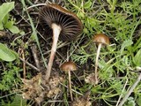 Psilocybe coprophila image