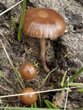 Psilocybe coprophila image