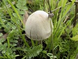 Panaeolus antillarum image