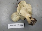 Tricholoma pardinum image
