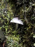 Inocybe geophylla var. lilacina image