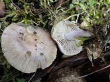 Inocybe geophylla var. lilacina image