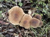 Inocybe lacera image