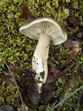 Tricholoma saponaceum image