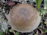 Clitocybe odora image