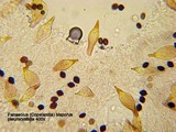 Panaeolus bisporus image