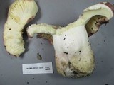 Russula cyanoxantha image