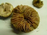 Leucoagaricus carneifolius image