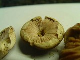 Leucoagaricus carneifolius image