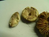 Leucoagaricus carneifolius image