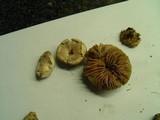 Leucoagaricus carneifolius image