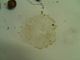 Leucoagaricus carneifolius image