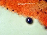 Panaeolus bisporus image