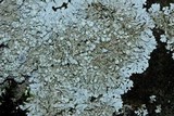 Physcia americana image
