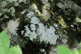 Physcia americana image