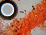 Panaeolus bisporus image