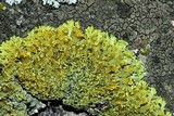 Oxneria fallax image