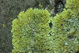 Oxneria fallax image
